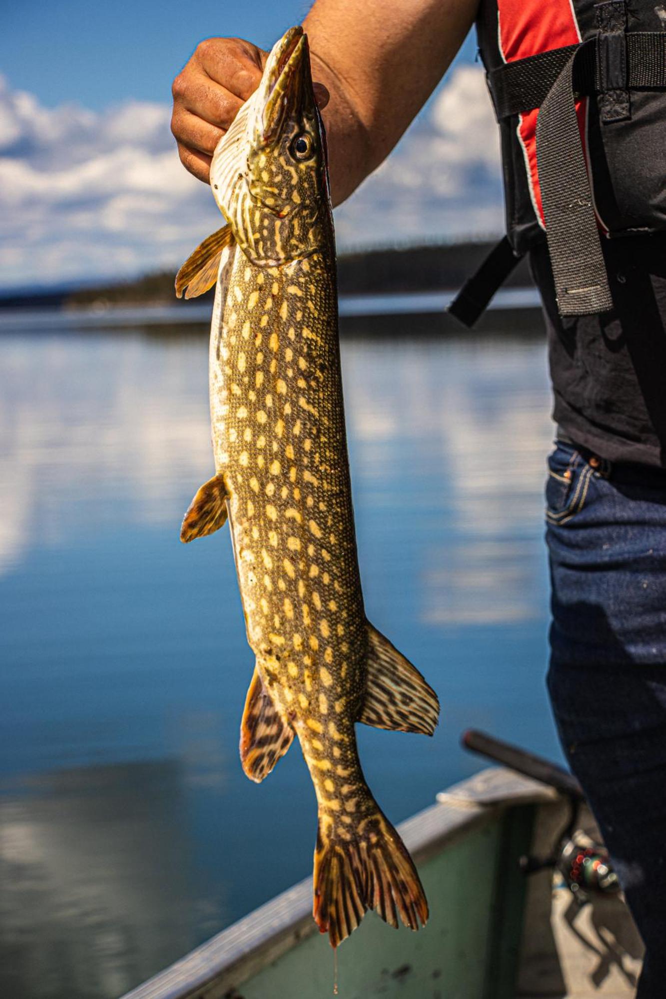 Little Atlin Lodge Tagish Bagian luar foto